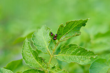 Larvae of the Colorado potato beetle eat a potato leaf.