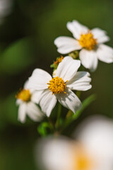 Bidens bipinnata, a wild flower of Compositae outdoors in spring
