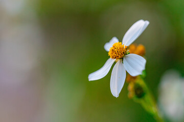 Bidens bipinnata, a wild flower of Compositae outdoors in spring