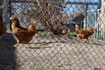 chicken runs on the street