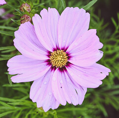 Fototapeta premium Beautiful close-up of cosmos, Enghien, Belgium