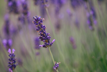 Close-up of lavandula angustifolia, Belgium