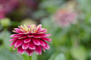 Obraz premium Beautiful close-up of a zinnia flower