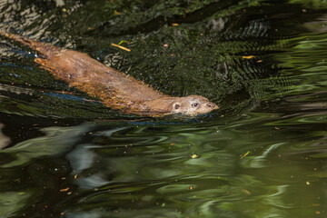 2022-06-30, GER, Bayern, Neuschönau: Fischotter im Nationalpark bayerischer Wald.