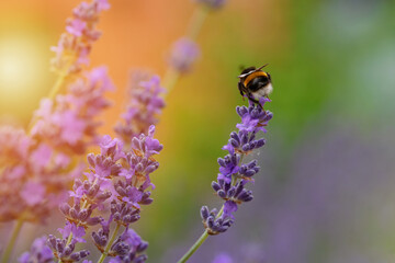 closeup of bumblebee on lavender flower  on sunny summer day Summer flowers.  Summertime     High quality phot