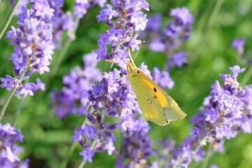 Yellow butterfly called Colias Croceus or Clouded Yellow on the lavender flowers