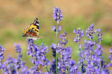 Macro Photo of Orange and Black butterfly called VANESSA CARDUI or Painted Lady on the lavender flowers in summer