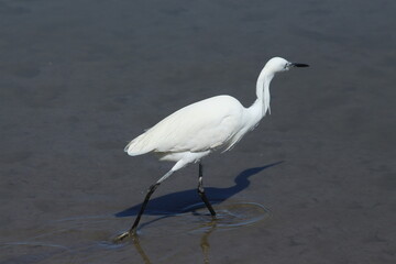 Little Egret in Camargue