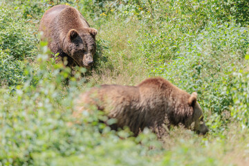 Fototapeta premium 2022-06-30, GER, Bayern, Neuschönau: Europäischer Braunbär im Tierfreigelände Neuschönau, Nationalpark Bayerischer Wald.