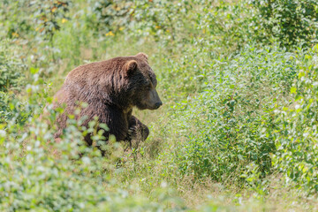 2022-06-30, GER, Bayern, Neuschönau: Europäischer Braunbär im Tierfreigelände Neuschönau, Nationalpark Bayerischer Wald.