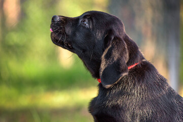 labrador puppy