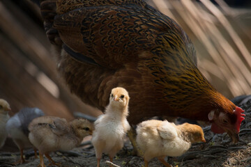 Beautiful portrait of cute baby chicks