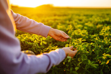 Female hand touches green lucerne  in the field  at sunset. Agriculture, organic gardening, planting or ecology concept. - obrazy, fototapety, plakaty