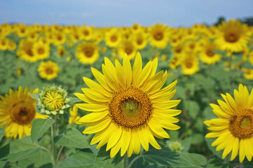 Fototapeta premium Beautiful sunflowers that color summer, Ono City, Hyogo Prefecture, Japan 