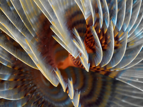 Texture of the gills of a tubeworm (Sabella spallanzani). Underwater picture of a live animal.