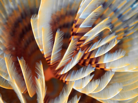 Texture of the gills of a tubeworm (Sabella spallanzani). Underwater picture of a live animal.