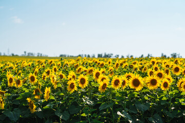 Landscape sunflower field.  Organic And Natural Flower Background.Agricultural On Sunny Day.