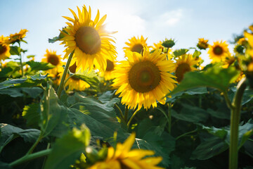 Landscape sunflower field.  Organic And Natural Flower Background.Agricultural On Sunny Day.