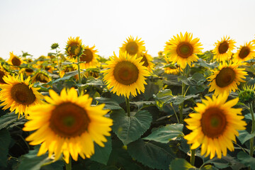 Landscape sunflower field.  Organic And Natural Flower Background.Agricultural On Sunny Day.