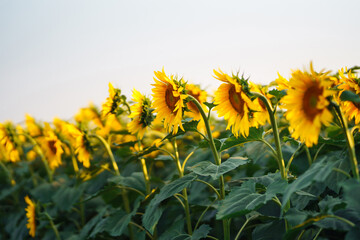 Landscape sunflower field.  Organic And Natural Flower Background.Agricultural On Sunny Day.