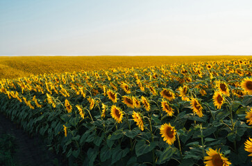 Obraz premium Landscape sunflower field. Organic And Natural Flower Background.Agricultural On Sunny Day.