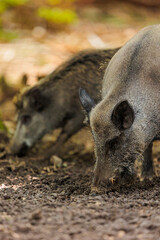 2022-06-30, GER, Bayern, Neuschönau: Wildschweine im Nationalpark bayerischer Wald. Wildschweine haben sich in den letzten Jahren stark vermehrt.