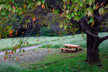 紅葉し始めた桜の木とベンチ