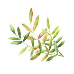 A set of green leaves hand-painted in watercolor.