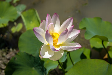 Purple and white lotus flower in Nagahama