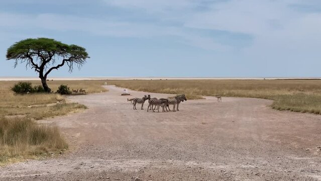 Herd of zebras in the wild in the National Park, Etosha, Namibia. High quality FullHD footage