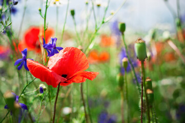 Fototapeta premium Colorful wildflowers on a summer day in a meadow with blue sky, selective focus. High quality photo