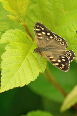 Vertical closeup on a brown speckled wood, Pararge aegeria , sitting on a lightgreen foliage