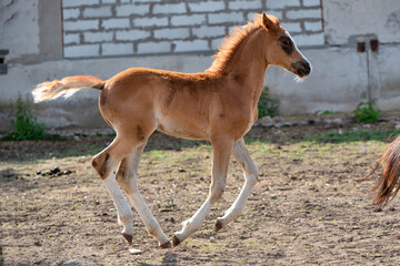 running speedly  sorrel foal of sportive breed  in paddock near stable. spring time.