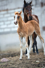 Naklejka na ściany i meble sorrel foal with his friend in paddock near stable. spring time.
