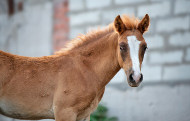 portrait of  sorrel foal of sportive breedposing  near stable. spring time.