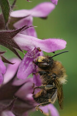 Vertical closeup on a Fork-tailed Flower bee, Anthophora furcata on a purple marsh woundwort flower, Stachys palustris