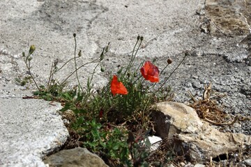 Italy, Tuscany: Red poppies born among the stones.