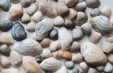 Light, beige and brown beautiful shells and large mussels are evenly distributed on a white paper background. Natural texture, top view.