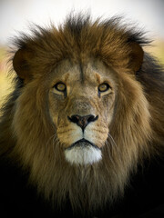 Obraz na płótnie Canvas Lion (Panthera leo)