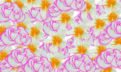 Obraz premium pink rose and white plumeria spa flower nature background