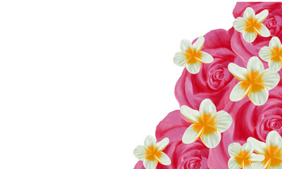 pink rose  and white plumeria  spa  flower  with empty white space