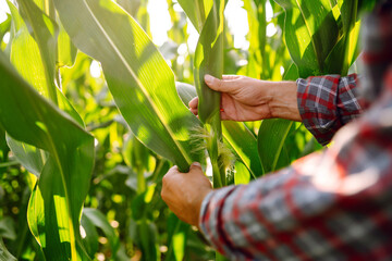 Farmer agronomist standing in green field, holding corn leaf in hands and analyzing maize crop....