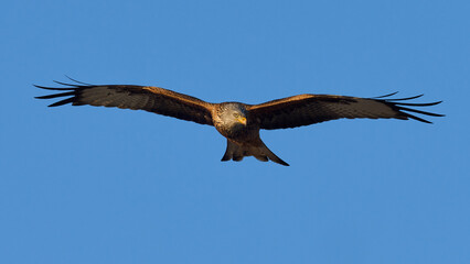 Red kite (Milvus milvus)