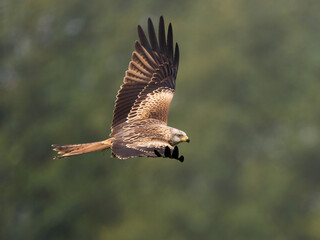 Red kite (Milvus milvus)