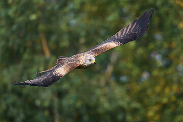Red kite (Milvus milvus)