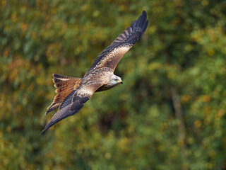Red kite (Milvus milvus)