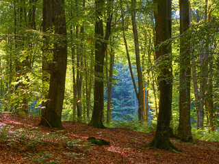 Obraz premium Beautiful colorful autumn picturesque park in sunny day with country rural road scenic. Fresh diminishing deciduous forest grove at dawn. Perspective vanishing alley. Foggy weather in late September.