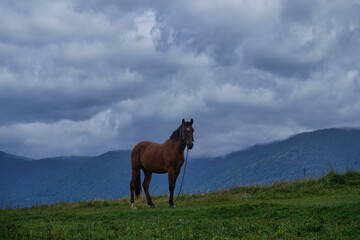 Fototapeta na wymiar A beautiful brown horse against the backdrop of a mountain landscape on a cloudy, overcast day. Horse grazing in the Carpathians