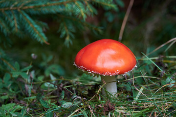 Young red poisonous mushroom Amanita muscaria among green herbs