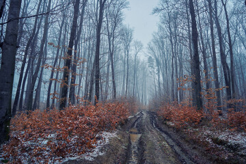 Dirt road in the forest. Snow starts, winter comes